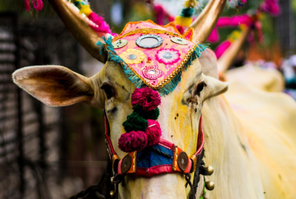 Por qué la vaca es sagrada en India. Descubre su simbolismo espiritual, el rol de los refugios de vacas en ciudades como Delhi y la importancia de este animal en la cultura hindú.