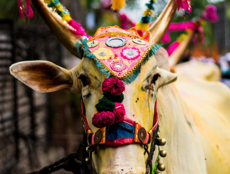 Por qué la vaca es sagrada en India. Descubre su simbolismo espiritual, el rol de los refugios de vacas en ciudades como Delhi y la importancia de este animal en la cultura hindú.
