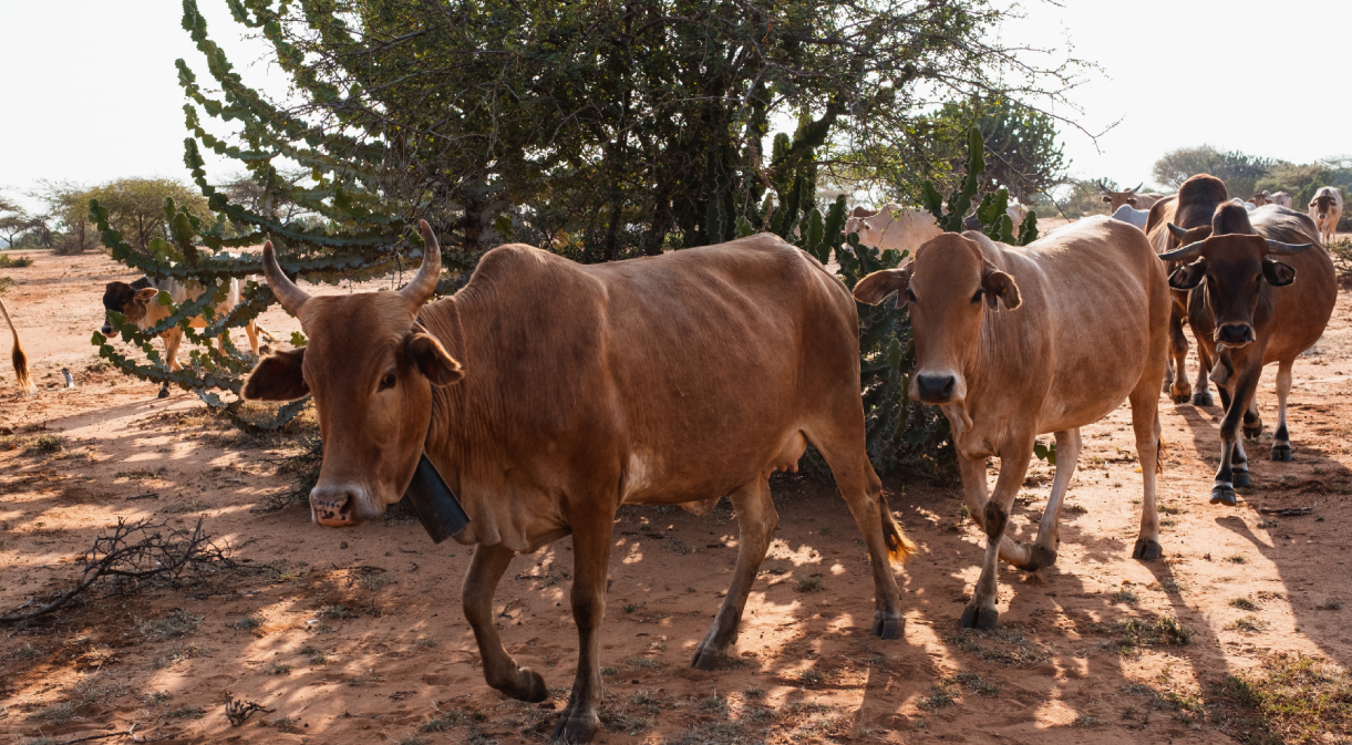 ¿Por qué la vaca es sagrada en India?